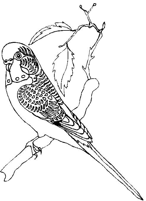 31 Charming Parakeet Coloring Pages Printable 4