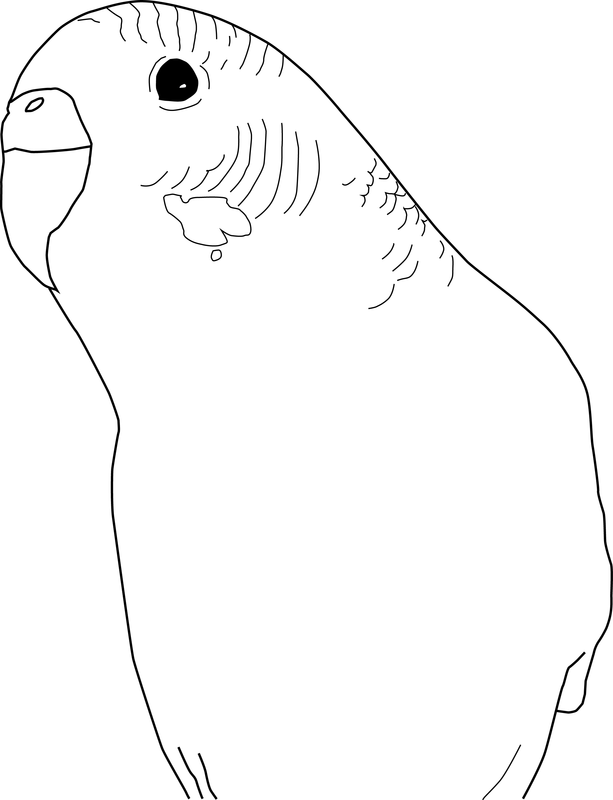 31 Charming Parakeet Coloring Pages Printable 6