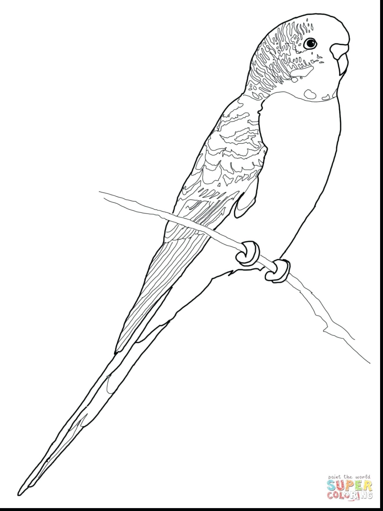 31 Charming Parakeet Coloring Pages Printable 8