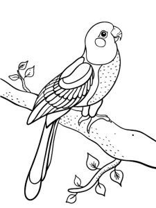 31 Charming Parakeet Coloring Pages Printable 9