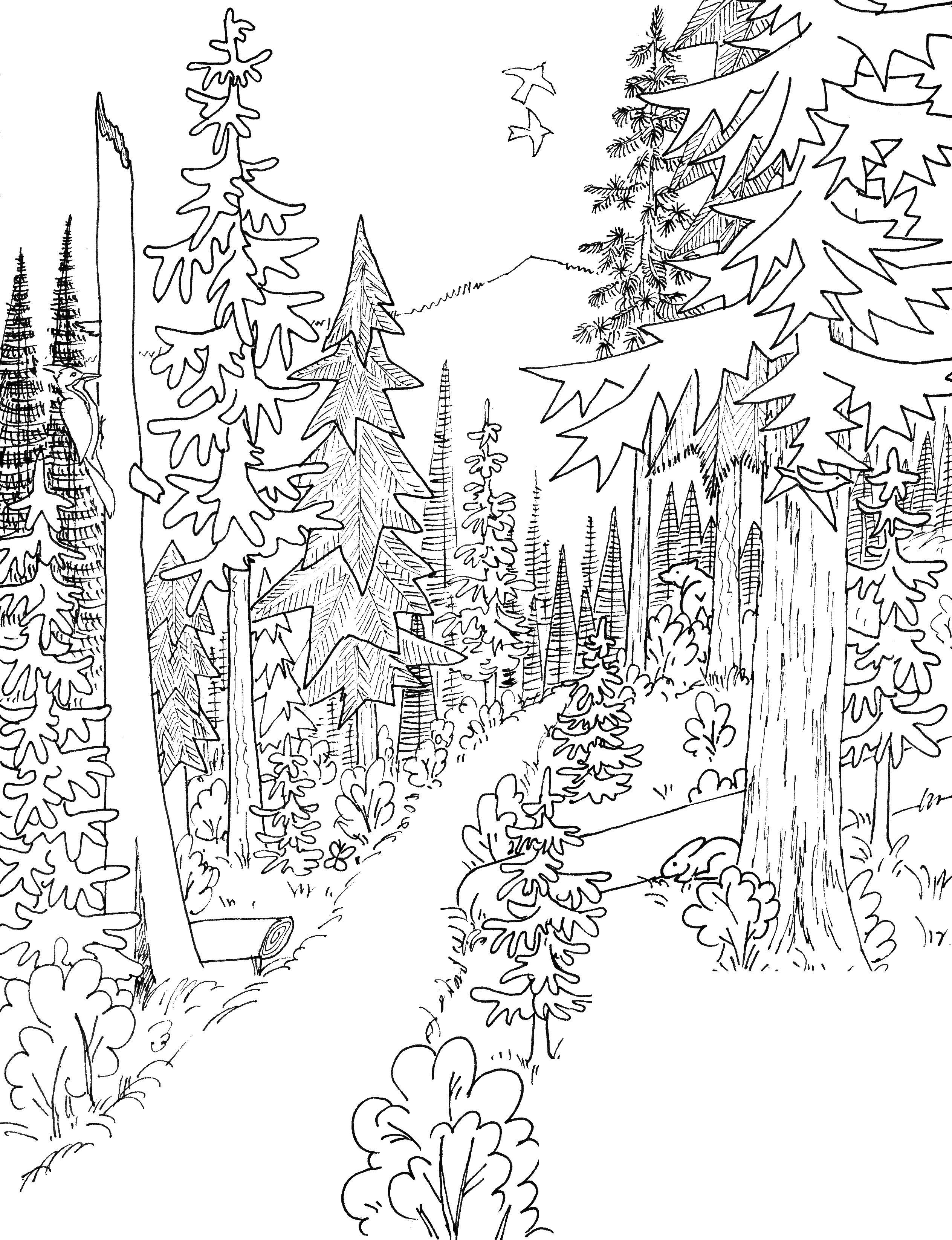 31 Enchanting Forest Coloring Pages Printable 11