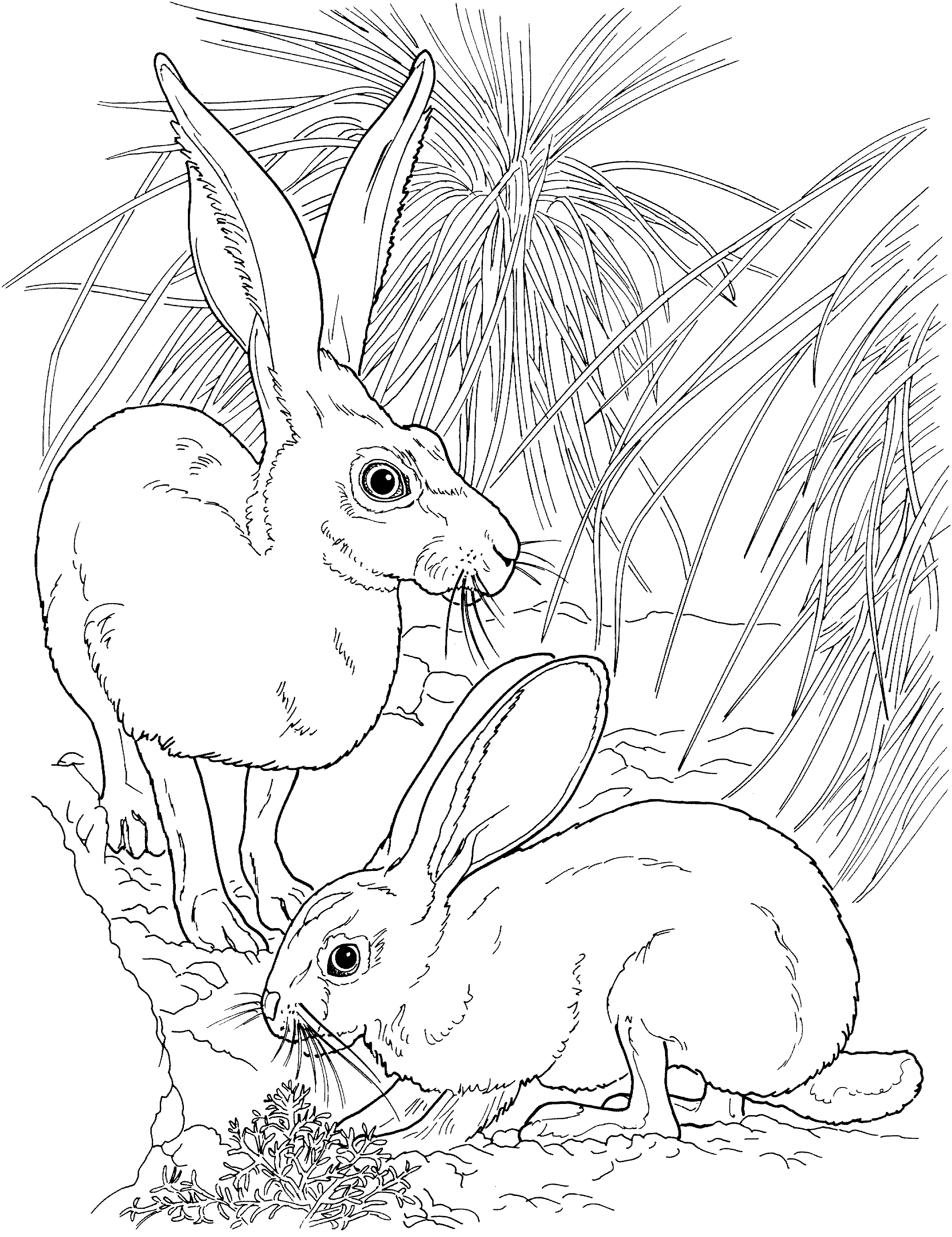 31 Rabbit Coloring Pages To Print Printable 13