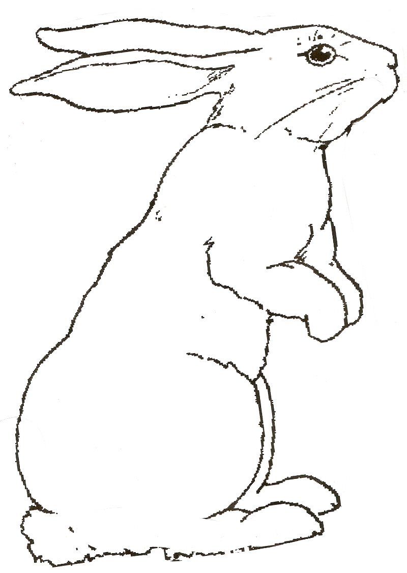 31 Rabbit Coloring Pages To Print Printable 22