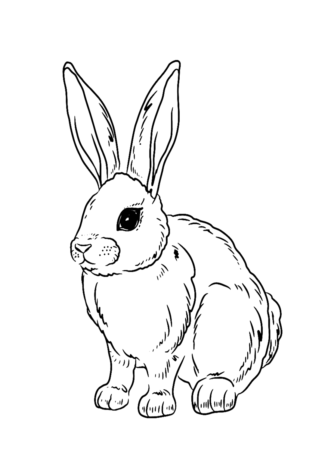 31 Rabbit Coloring Pages To Print Printable 26