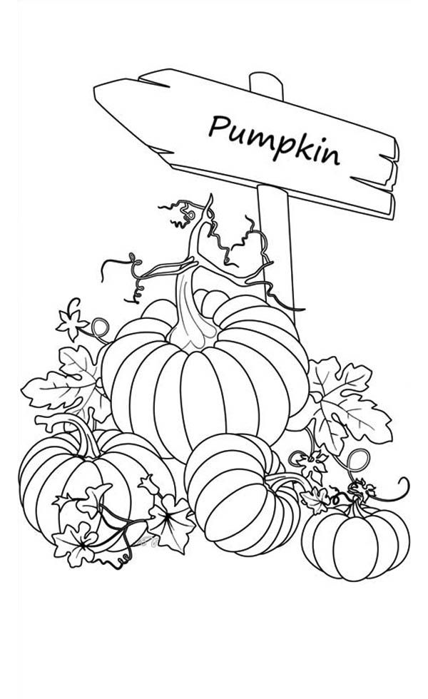 32 Pumpkin Coloring Pages for Kids Printable 6