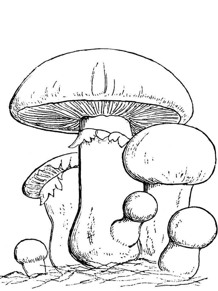 33 Mushroom Coloring Pages Printable 32