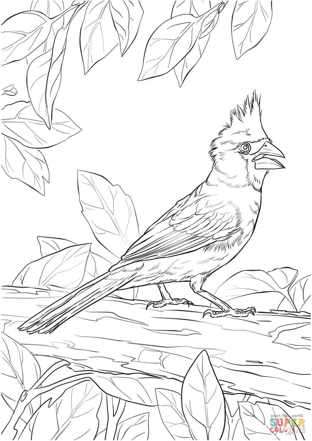 33 Stunning Northern Cardinal Coloring Pages Printable 1