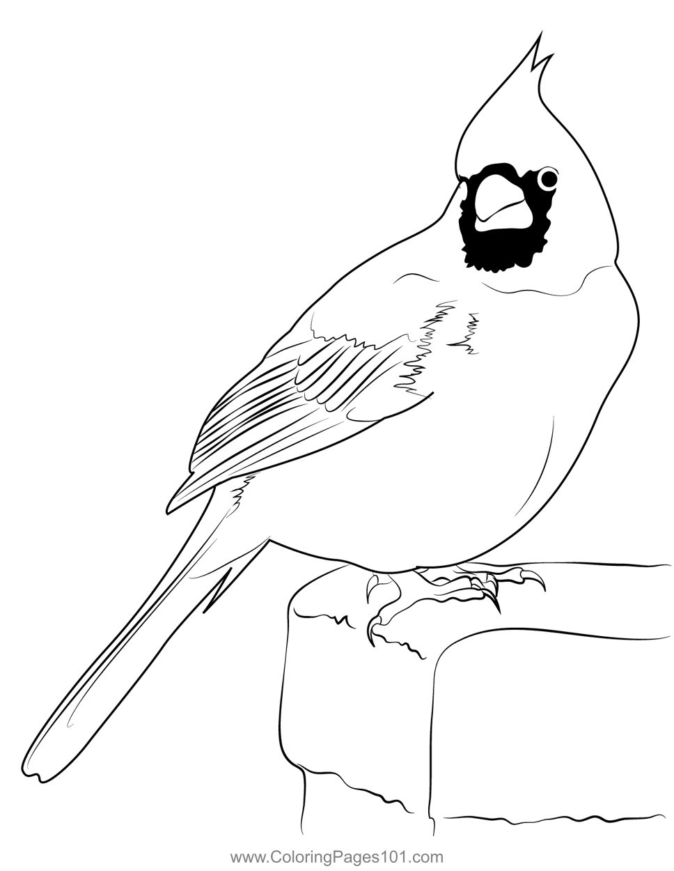 33 Stunning Northern Cardinal Coloring Pages Printable 10