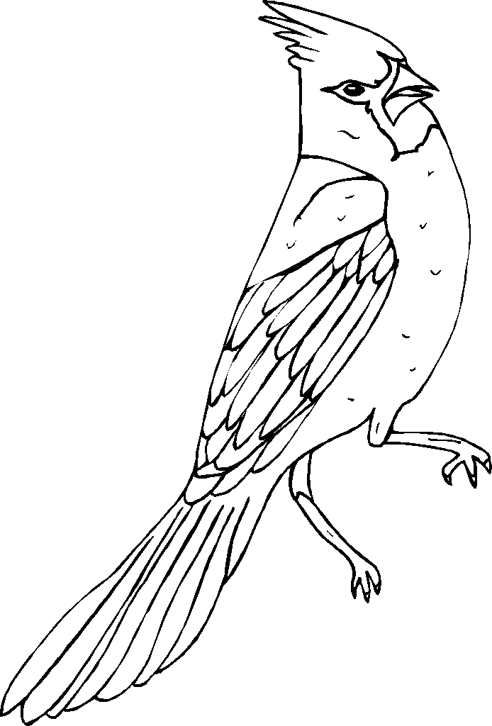 33 Stunning Northern Cardinal Coloring Pages Printable 11