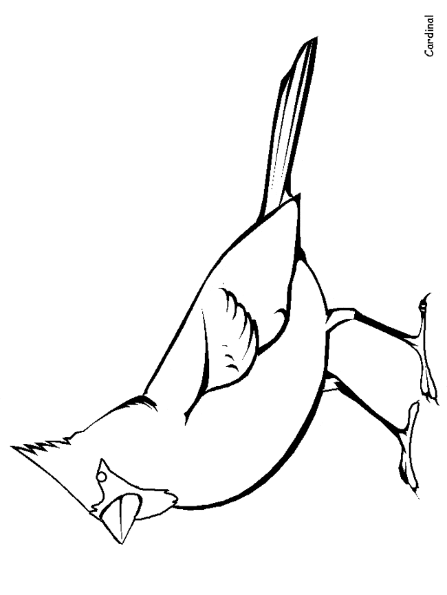 33 Stunning Northern Cardinal Coloring Pages Printable 12