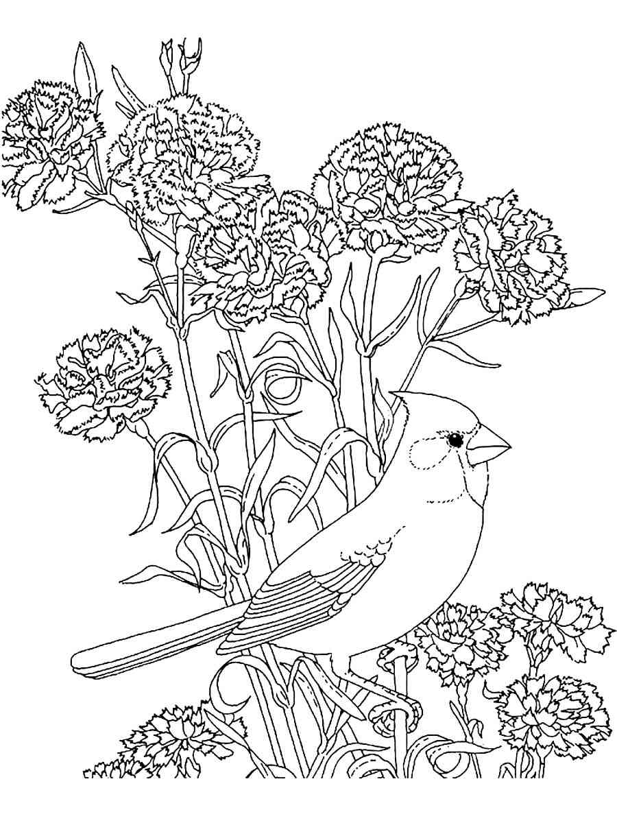 33 Stunning Northern Cardinal Coloring Pages Printable 13