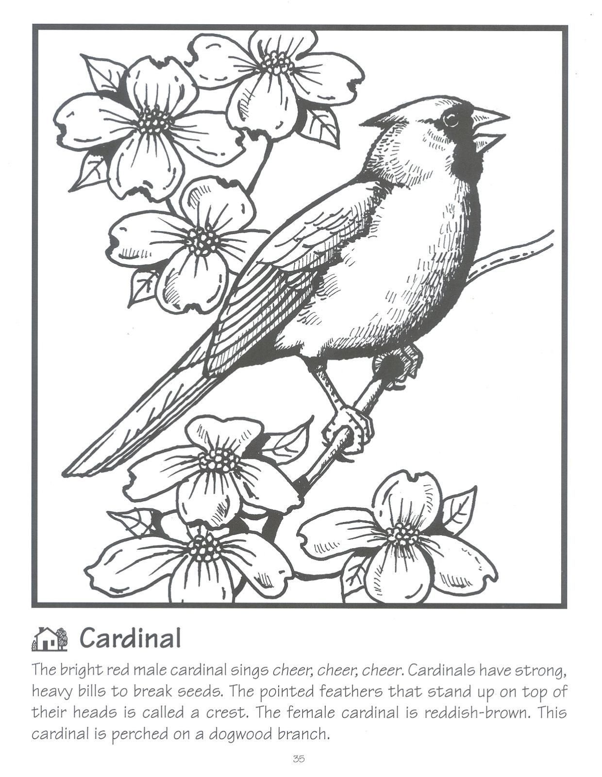 33 Stunning Northern Cardinal Coloring Pages Printable 15