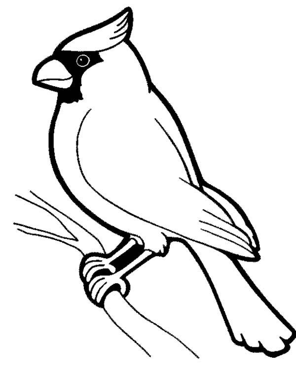 33 Stunning Northern Cardinal Coloring Pages Printable 16