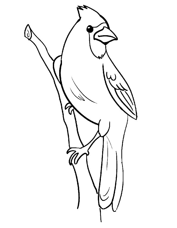 33 Stunning Northern Cardinal Coloring Pages Printable 17