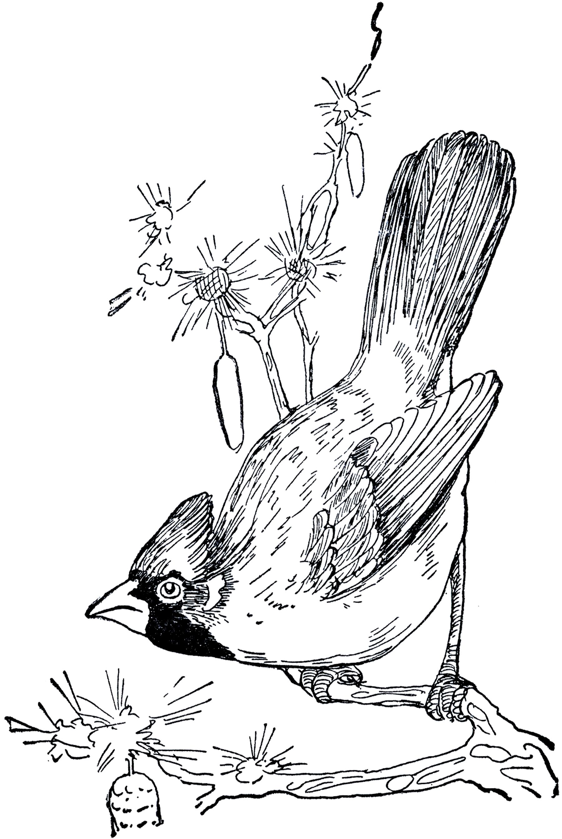 33 Stunning Northern Cardinal Coloring Pages Printable 20