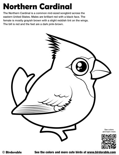 33 Stunning Northern Cardinal Coloring Pages Printable 28