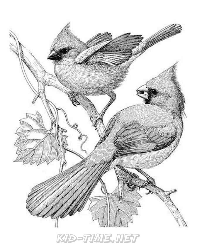 33 Stunning Northern Cardinal Coloring Pages Printable 3