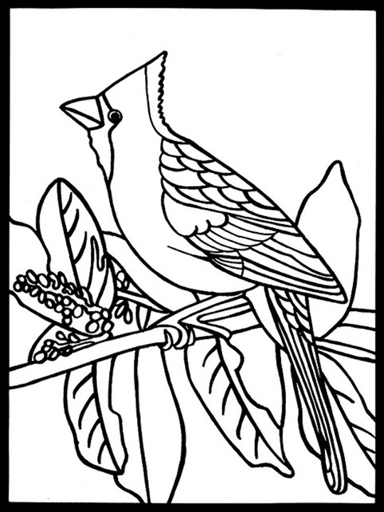 33 Stunning Northern Cardinal Coloring Pages Printable 30