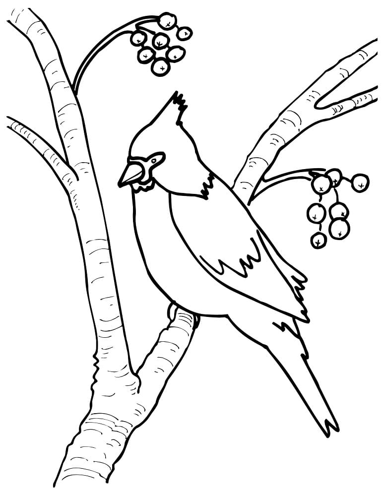 33 Stunning Northern Cardinal Coloring Pages Printable 32