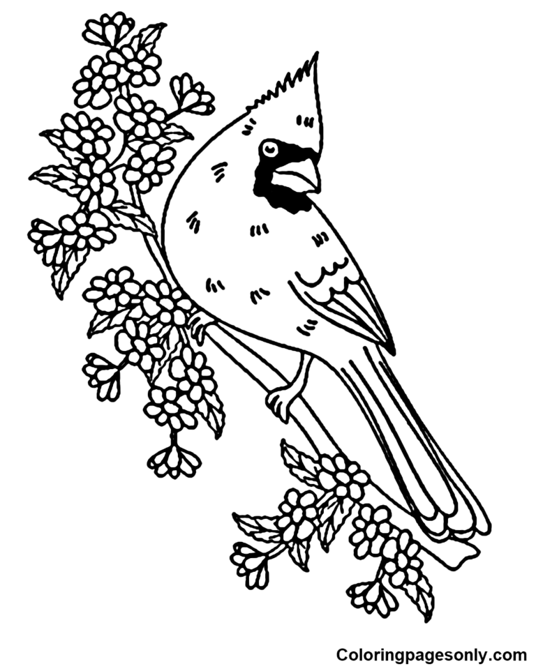 33 Stunning Northern Cardinal Coloring Pages Printable 33