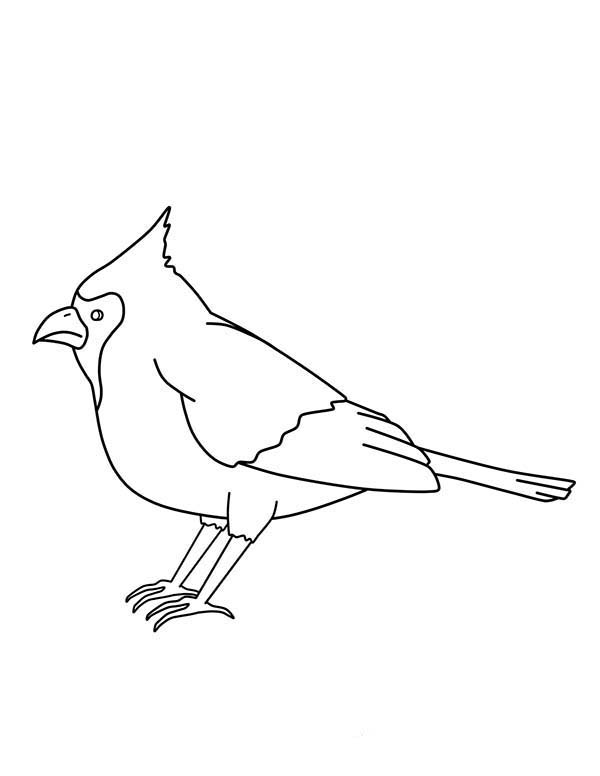 33 Stunning Northern Cardinal Coloring Pages Printable 34