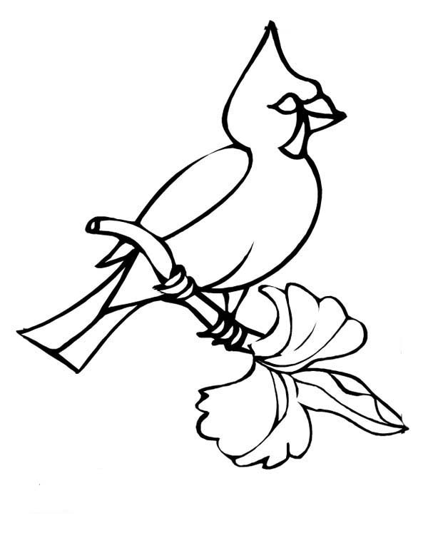 33 Stunning Northern Cardinal Coloring Pages Printable 35