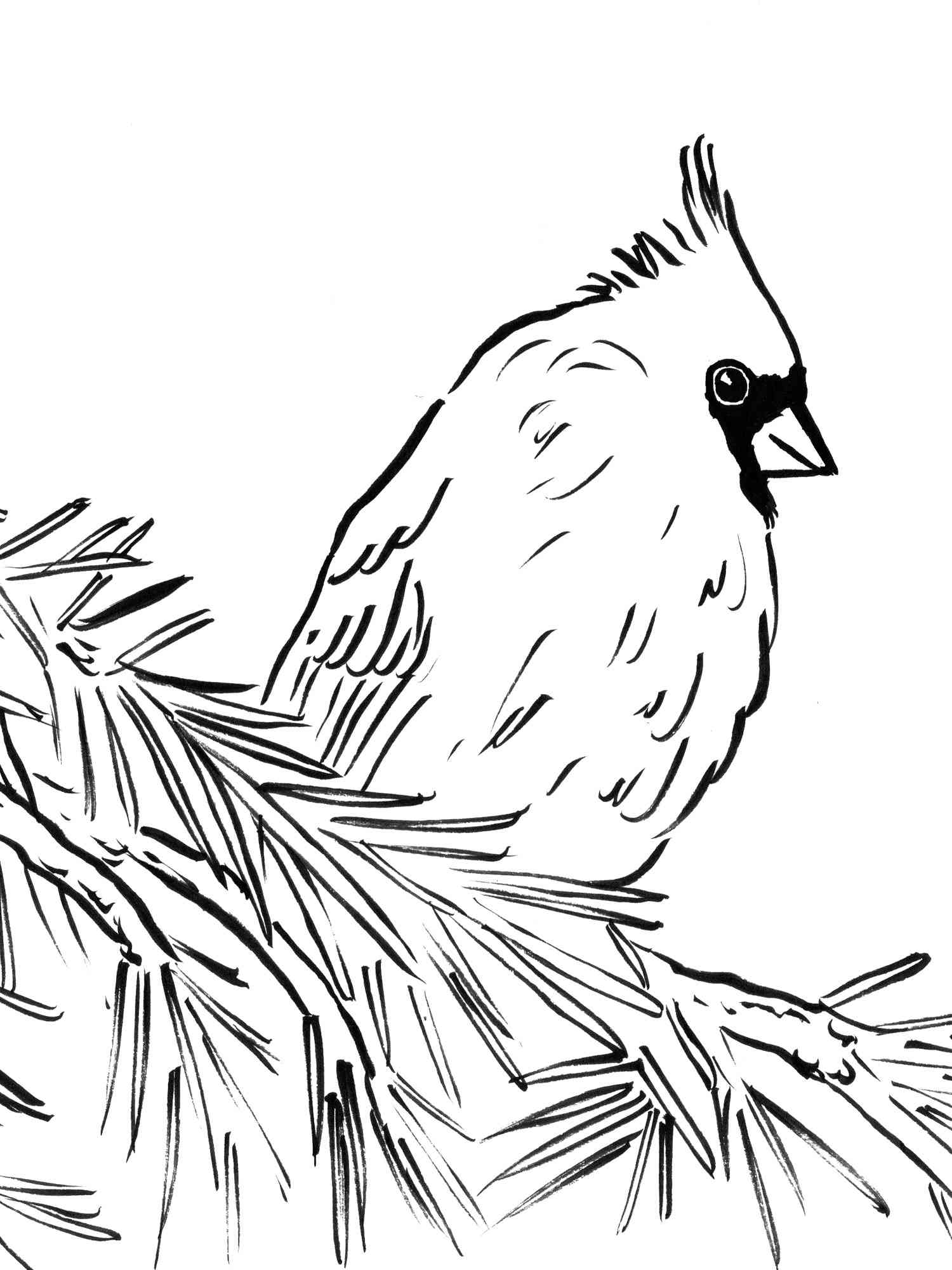 33 Stunning Northern Cardinal Coloring Pages Printable 4