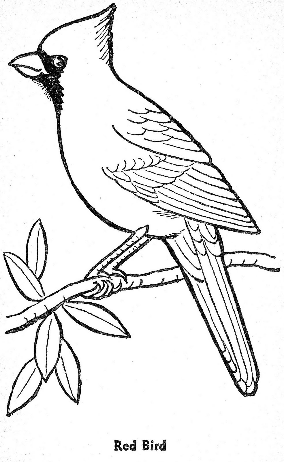 33 Stunning Northern Cardinal Coloring Pages Printable 8