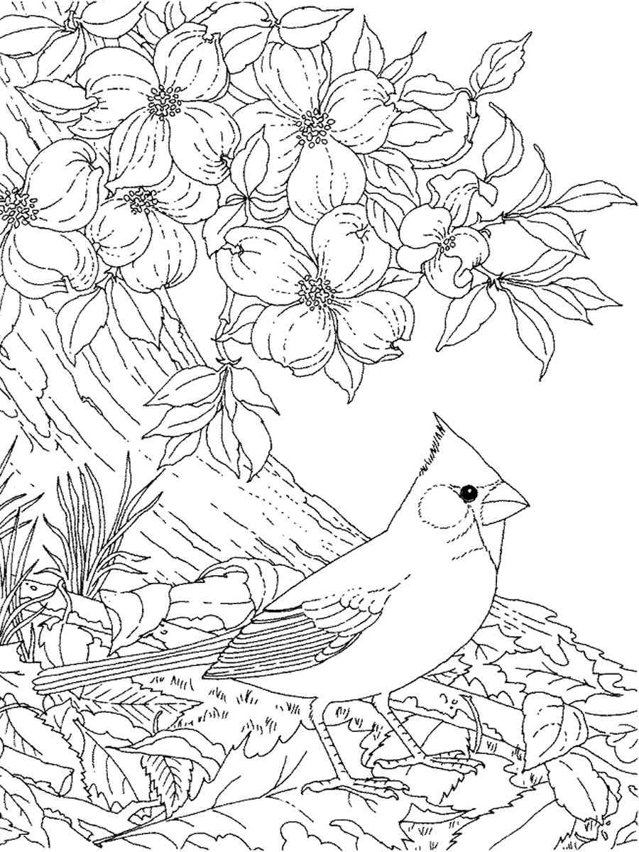 33 Stunning Northern Cardinal Coloring Pages Printable 9