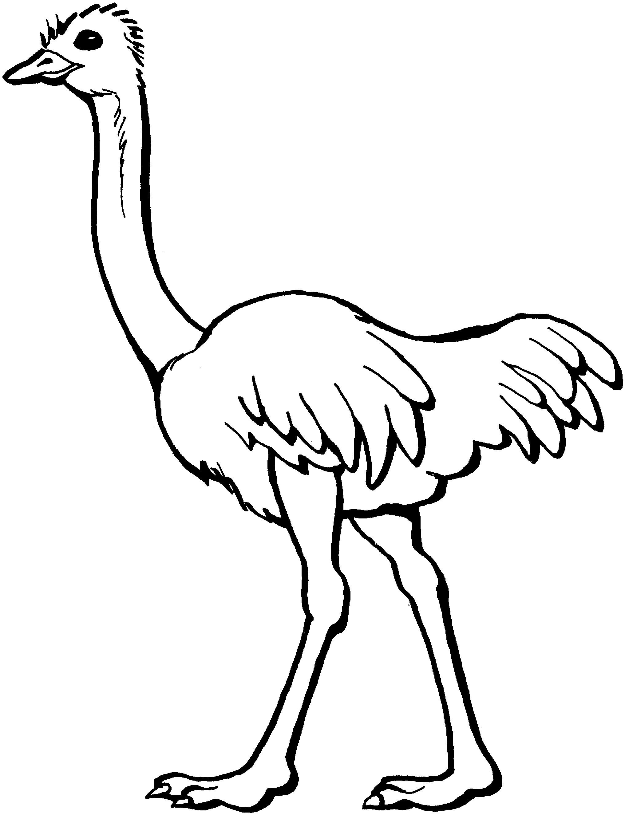 34 Ostrich Coloring Pages Printable 1