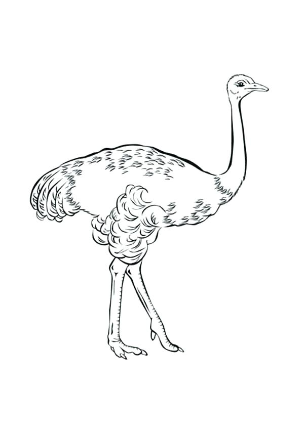 34 Ostrich Coloring Pages Printable 12