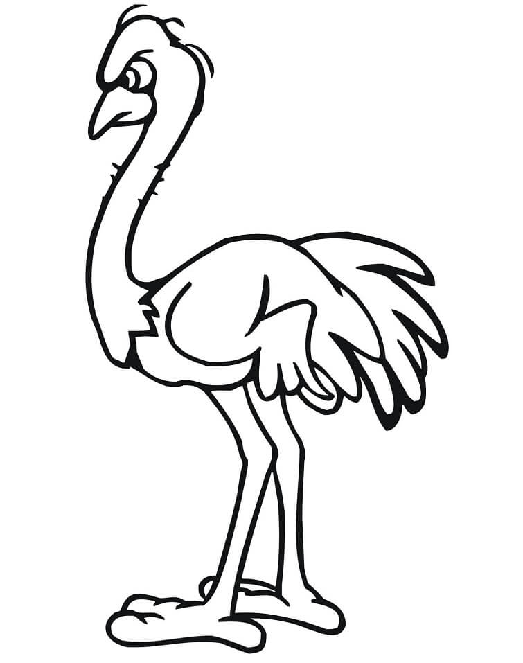 34 Ostrich Coloring Pages Printable 16