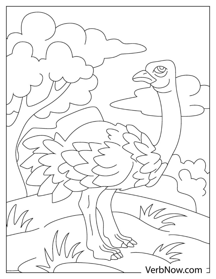 34 Ostrich Coloring Pages Printable 18