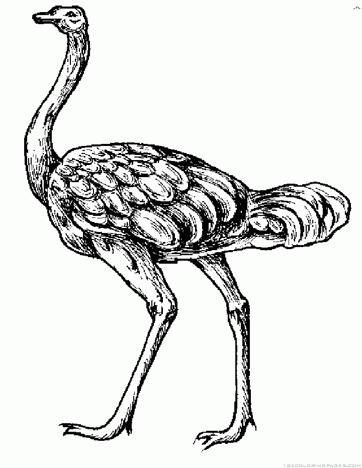 34 Ostrich Coloring Pages Printable 20