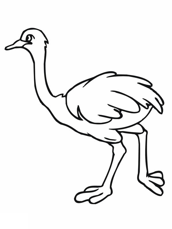 34 Ostrich Coloring Pages Printable 21