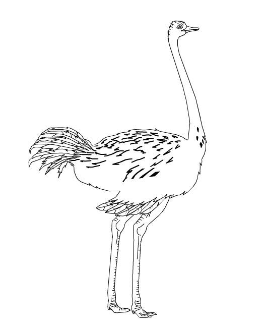 34 Ostrich Coloring Pages Printable 24