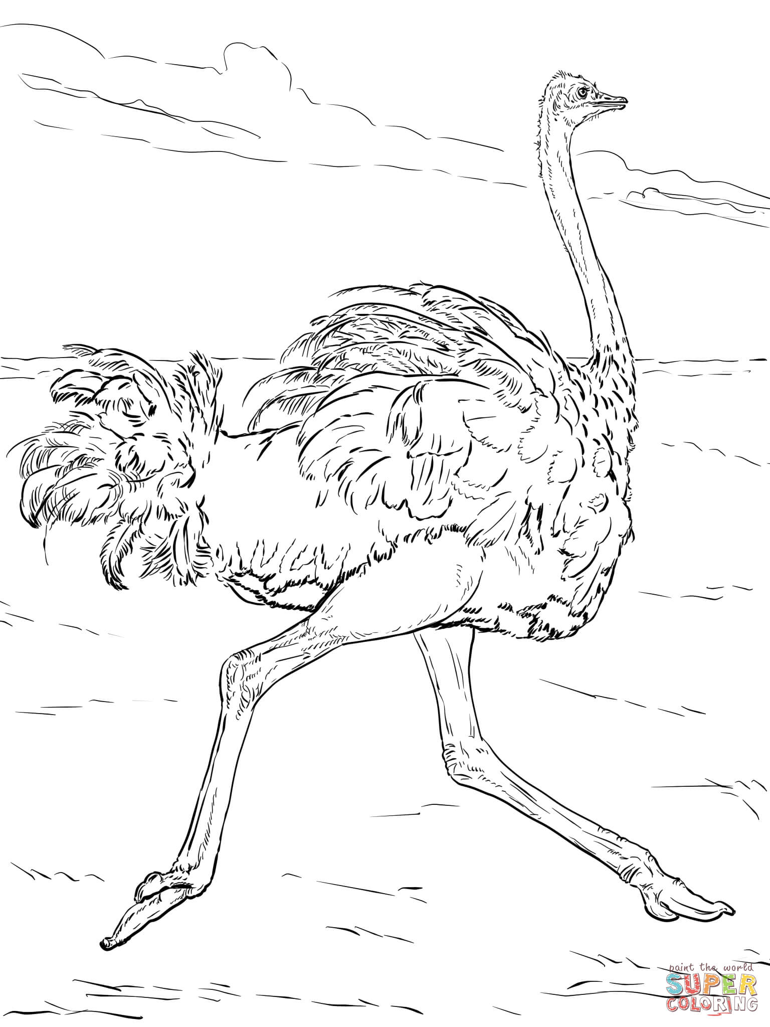 34 Ostrich Coloring Pages Printable 28