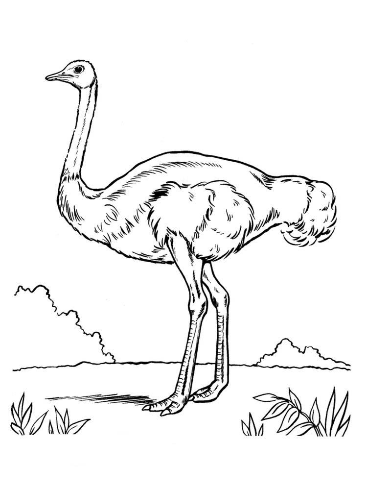 34 Ostrich Coloring Pages Printable 31