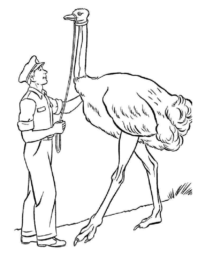 34 Ostrich Coloring Pages Printable 34