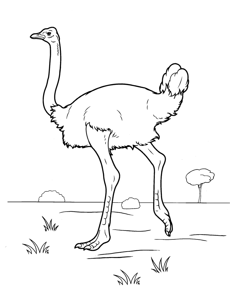 34 Ostrich Coloring Pages Printable 35