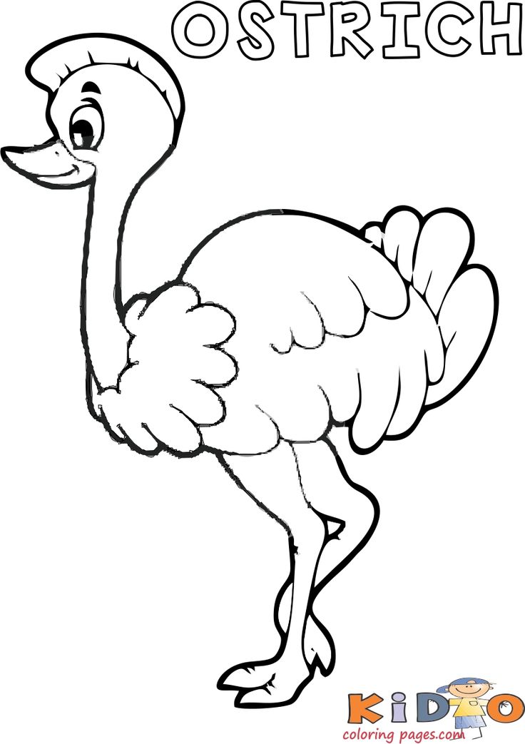 34 Ostrich Coloring Pages Printable 4