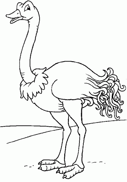 34 Ostrich Coloring Pages Printable 5