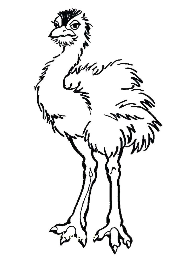 34 Ostrich Coloring Pages Printable 6