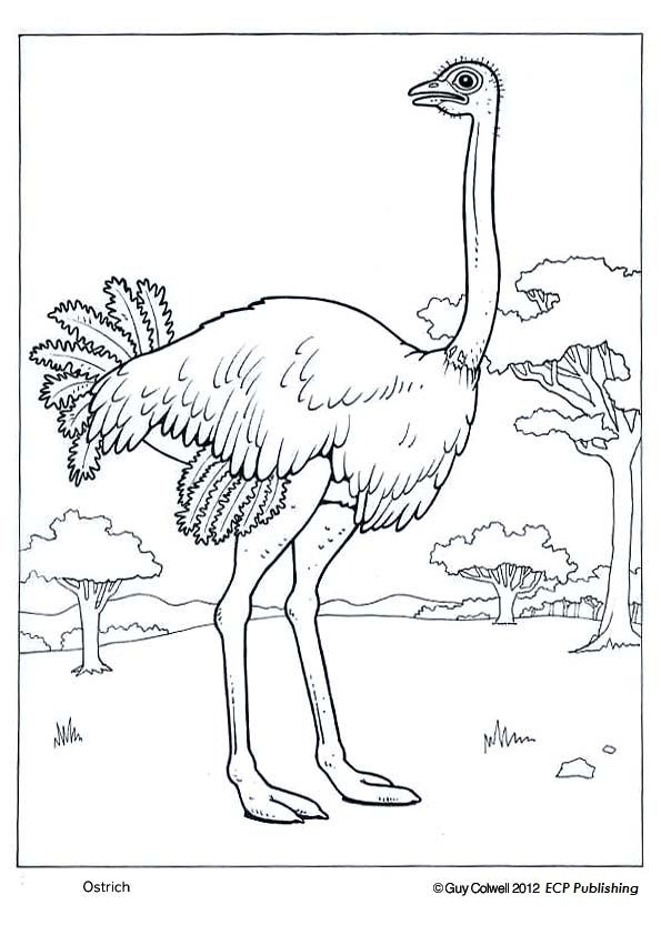 34 Ostrich Coloring Pages Printable 7