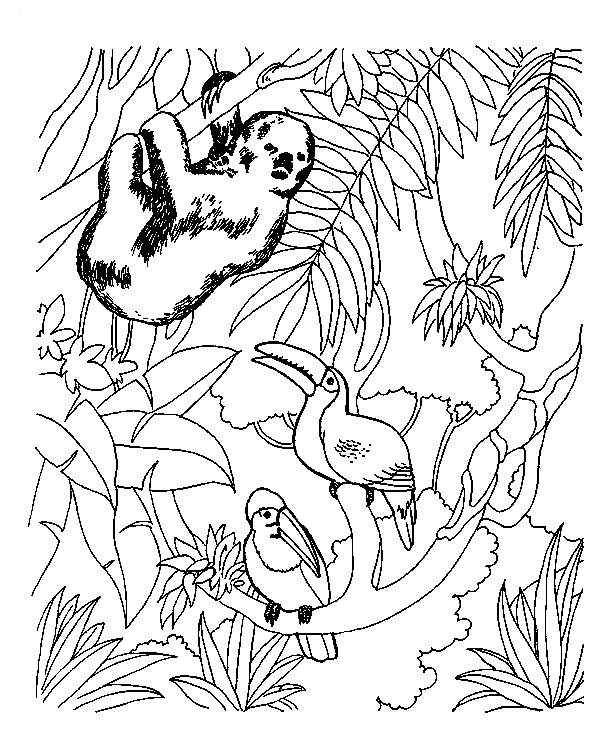 35 Cute Jungle Animal Coloring Pages Printable 15