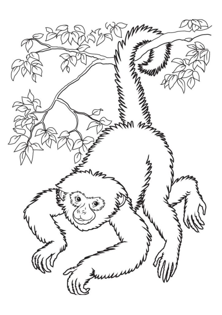 35 Cute Jungle Animal Coloring Pages Printable 32