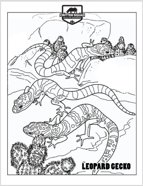 36 Charming Leopard Gecko Coloring Page Printable 30