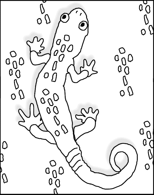 36 Charming Leopard Gecko Coloring Page Printable 7