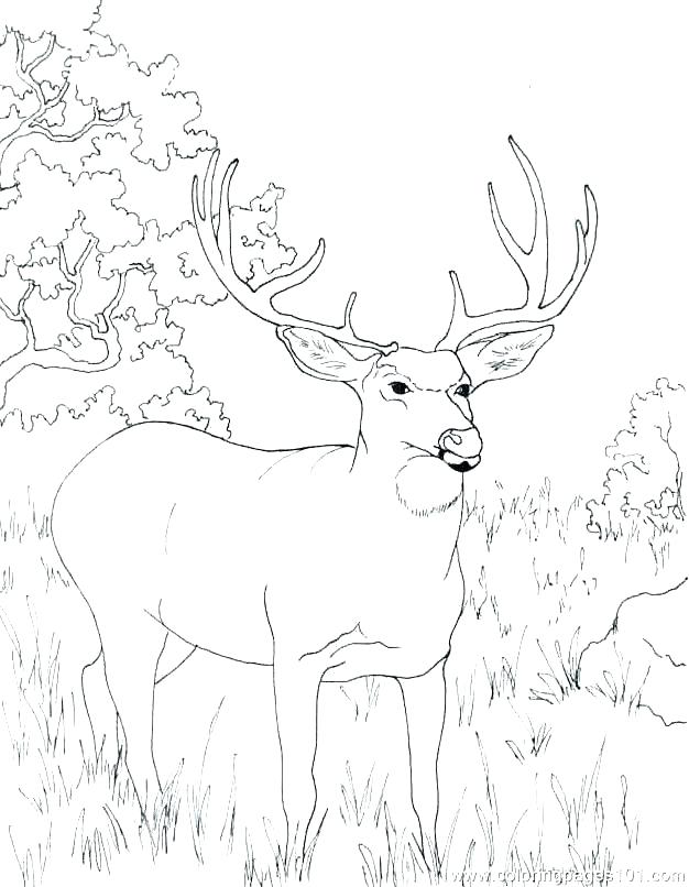 36 Majestic Elk Coloring Pages Printable 12