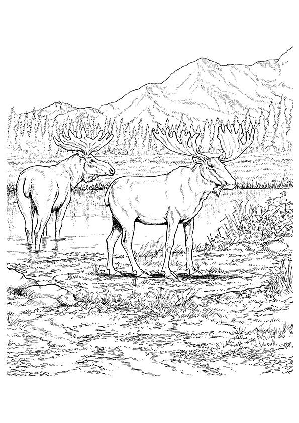 36 Majestic Elk Coloring Pages Printable 13